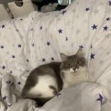 Photo de chat perdu à Limay