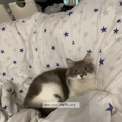 Photo 1/1 Koumo Chat perdu à Limay