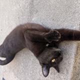 Photo de chat trouvé à Archiac