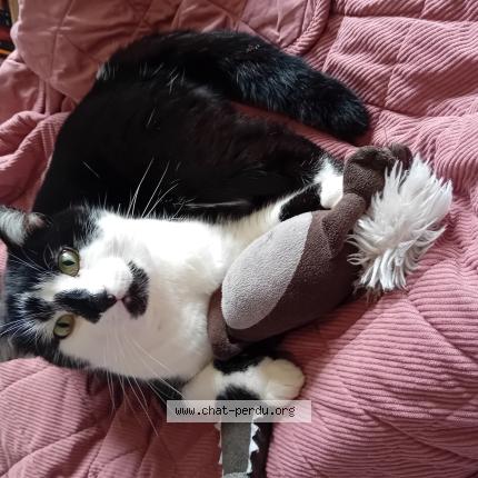 Photo 1/1 Charlie Chat perdu à Chaumont