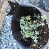 Photo de chat perdu à Villetelle