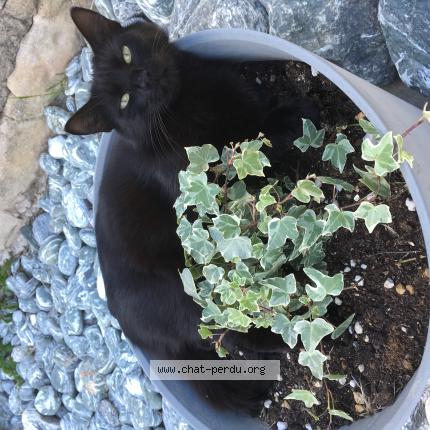 Photo 1/1 Sou Chat perdu à Villetelle