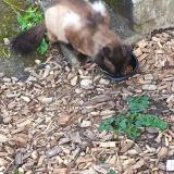 Photo de chat trouvé à Rennes