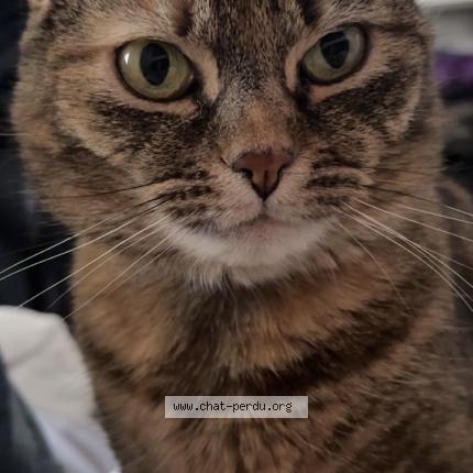 Photo 1/1 Maya Chat perdu à Annemasse