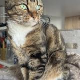 Photo de chat perdu à Versailles