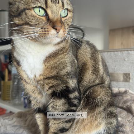 Photo 1/1 Bibi Chat perdu à Versailles