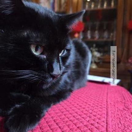 Photo 1/1 Miracle Chat perdu à Nanterre