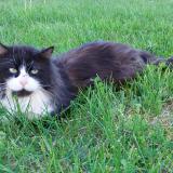 Photo de chat trouvé à Vinezac