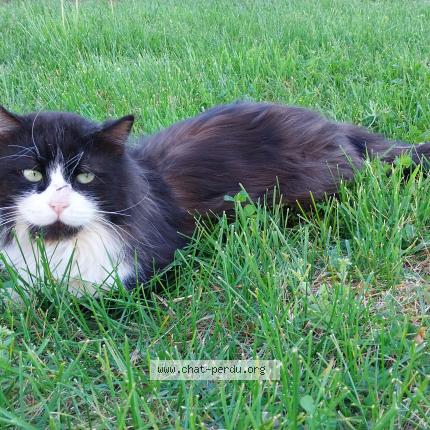 Photo 1/1 Chat trouvé Trouvé à Vinezac