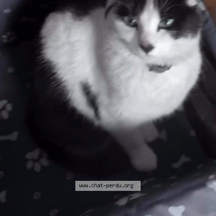 Photo 1/1 Kaito Chat perdu à La chapelle d armentieres