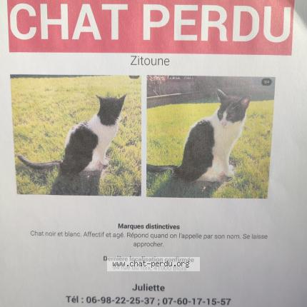 Photo 1/1 Zitoun Chat perdu à Blois