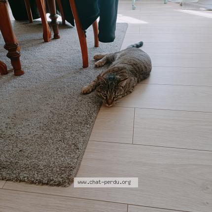 Photo 1/1 Tigrou Chat perdu à Chaingy