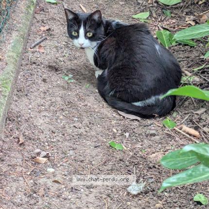 Photo 1/1 Zelda Chat perdu à Tassin la demi lune