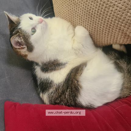 Photo 1/1 Murka Chat perdu à Chatenay malabry