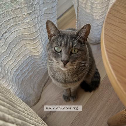 Photo 1/1 Willy Chat perdu à Lambres lez douai