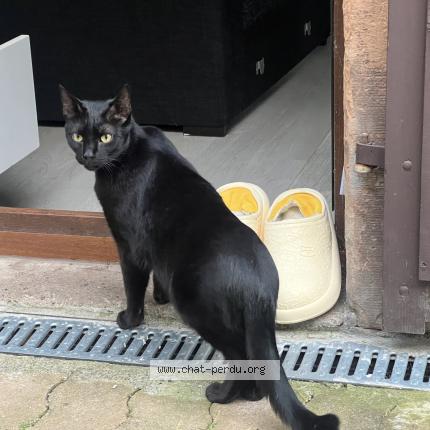 Photo 2/2 Touille Chat perdu à Molsheim