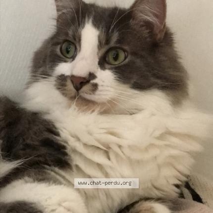 Photo 1/1 Miou Chat perdu à Pigny