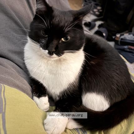 Photo 1/1 Cali Chat perdu à Lorient