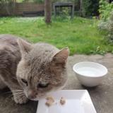 Photo de chat trouvé à Montlignon