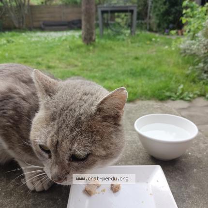 Photo 1/3 Chat trouvé Trouvé à Montlignon