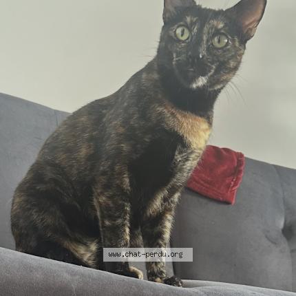 Photo 1/1 Gin Chat perdu à Lyon
