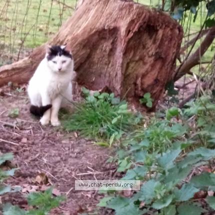 Photo 1/1 Chat trouvé Trouvé à Dinan