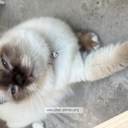 Photo 1/1 Poutsi Chat perdu à Thonon les bains