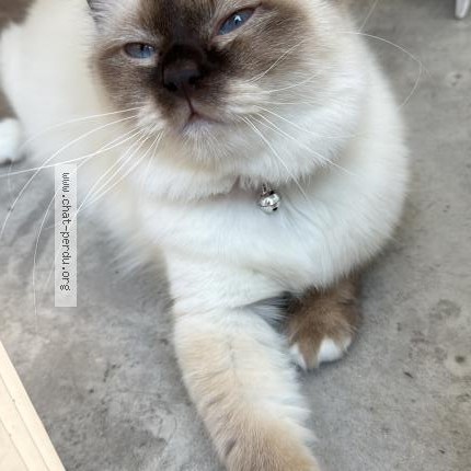 Photo 1/1 Poutsi Chat perdu à Thonon Les Bains