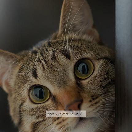 Photo 1/1 Artémis Chat perdu à Saint marc le blanc