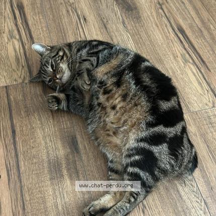 Photo 1/1 Ramzy Chat perdu à Thierville sur meuse