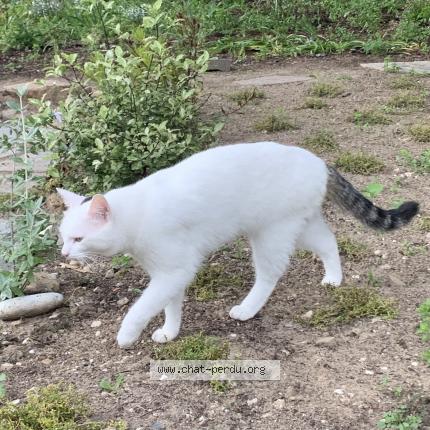 Photo 1/1 Mirza Chat perdu à Agon coutainville