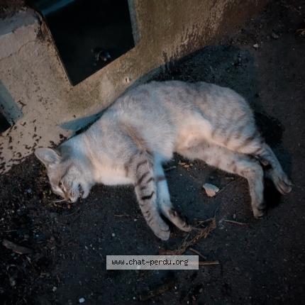 Photo 1/1 Chat trouvé Trouvé à Saint cloud