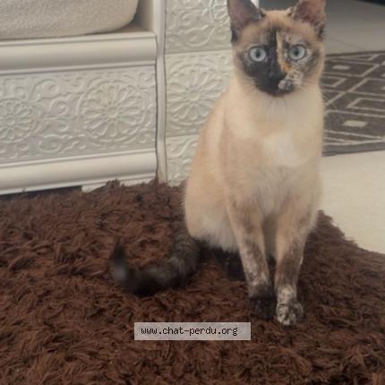 Photo 1/1 Nala Chat perdu à Nimes