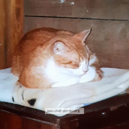 Photo 1/2 Tigrou Chat perdu à Lherm