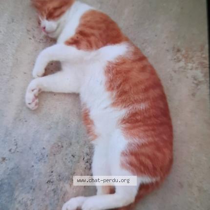 Photo 2/2 Tigrou Chat perdu à Lherm