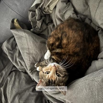 Photo 1/1 Miou Miou Chat perdu à Loon plage