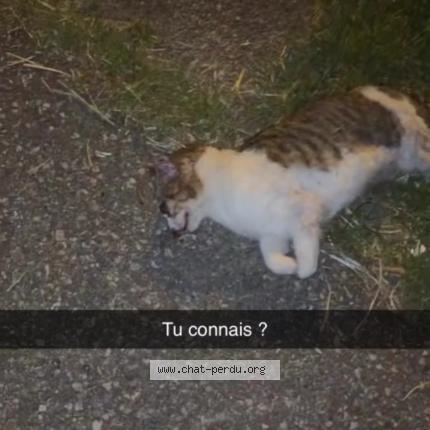 Photo 1/1 Chat trouvé Trouvé à Marseille