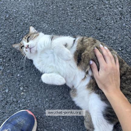 Photo 1/1 Bulle Chat perdu à Montaut