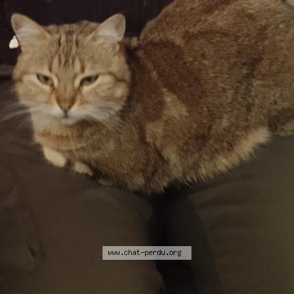 Photo 1/1 Atimad Chevrier Chat perdu à Lys haut layon