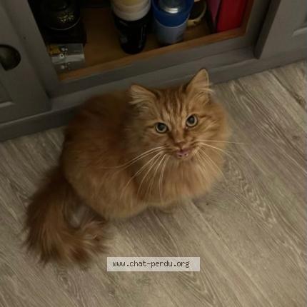 Photo 1/1 Osiris Chat perdu à Villenave d ornon