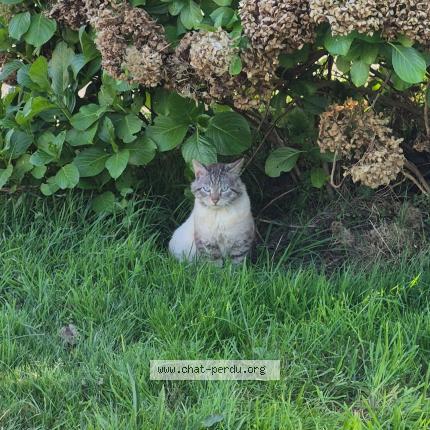 Photo 1/1 Chat trouvé Trouvé à Plouye