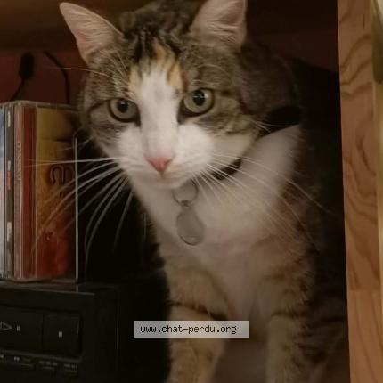 Photo 1/1 Lixi Chat perdu à Grenoble