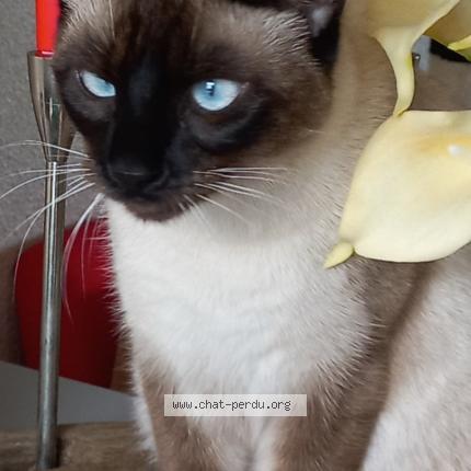 Photo 1/1 ALIGATO Chat perdu à Pessac