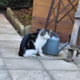 Photo de chat trouvé à Rillieux La Pape