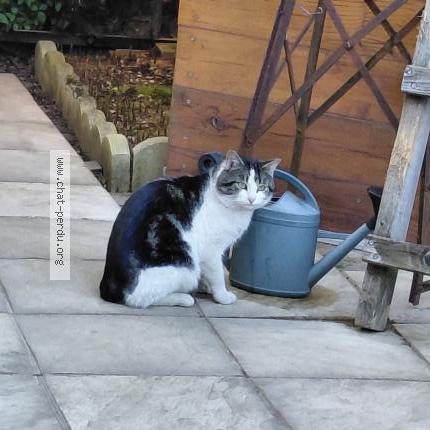 Photo 1/1 Chat trouvé Trouvé à Rillieux la pape