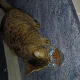 Photo de chat trouvé à Lyon