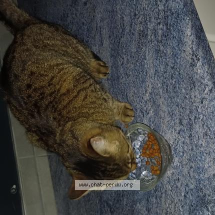 Photo 1/1 Chat trouvé Trouvé à Lyon