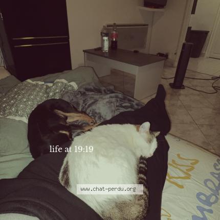 Photo 1/1 Brownie Chat perdu à Gardanne