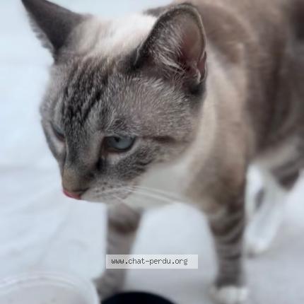 Photo 2/4 Bijou Chat perdu à Saint barthelemy