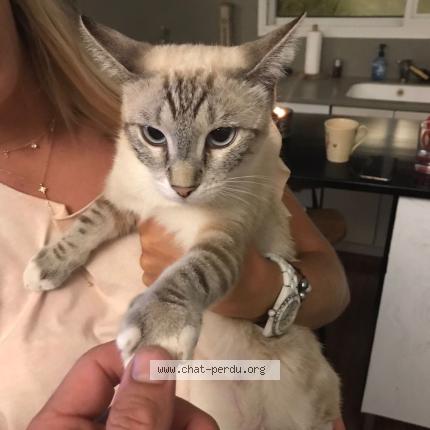 Photo 3/4 Bijou Chat perdu à Saint barthelemy